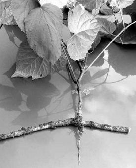 A young spikenard plant sprouting from its large lateral rhizome...