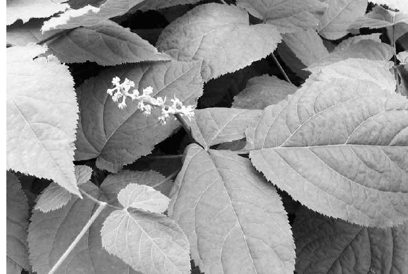 From the flower spike emerge bright magenta berries in the fall...