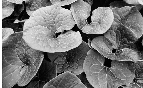 Wild ginger leaves...