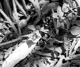 Wild ginger flower on the ground at the base of the ginger leaves...