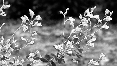 The small yellow blossoms of the wild indigo...