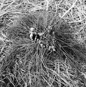 Beautiful cultivated black cohosh root...