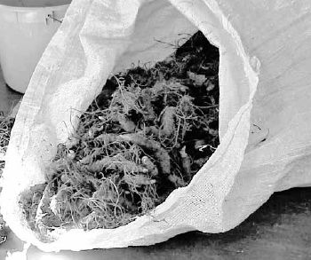 Sack full of bloodroot planting Stock...