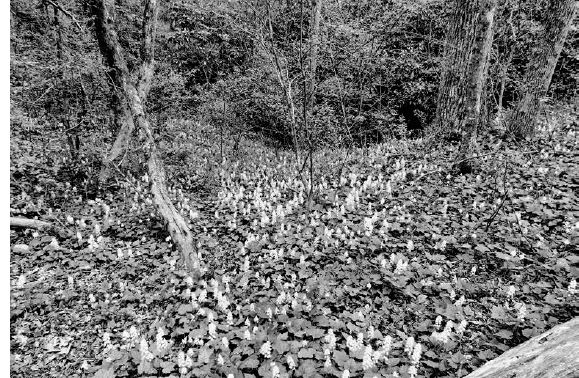 A sea of foam flowers in a woodland garden...