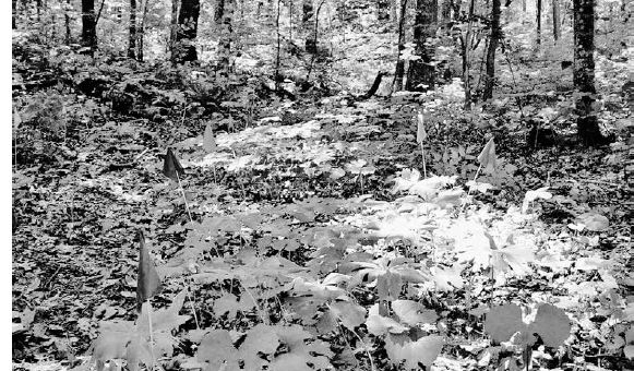 We marked this area of bloodroot with flags so we wouldn’t accidently run a path through it later in the season...