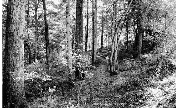 Notice the layers of tall trees, medium-sized shrubs, and herbaceous perennials on the forest floor in the Woodland Gardens at the Bullington Gardens...