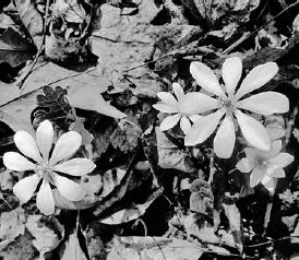 The first bloodroot blooms are always a welcome sight after a long winter...