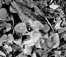 The partridge berry winds through the leaves, eventually forming a lacey carpet...