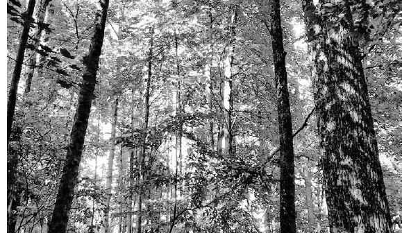 Tall trees provide the perfect canopy for the woodland garden...