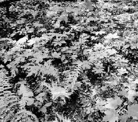 Ferns help add that fairyland touch to the woodland garden...