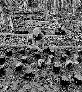 Margaret planting young goldenseal plants in beds in the woods gardens at the research station...