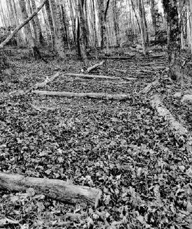 When Margaret was finished planting the goldenseal, she covered the beds with a thick layer of leaves...