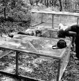 We built these cages to prevent deer, wild turkey, and groundhogs from browsing on our baby ginseng plants...