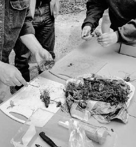 Cutting bloodroot into planting-size pieces...