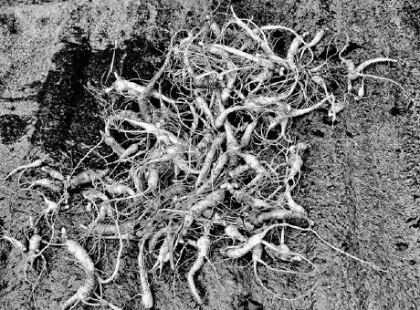 Ginseng harvested from the Jeanine’s woodland gardens at the research station...