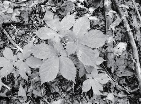 Ginseng growing in the woodland gardens at the research station where Jeanine works...