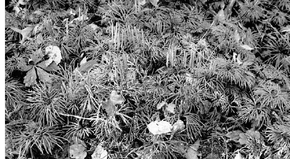 Running cedar (Lycopodium digitatum) covered large sections of the garden...