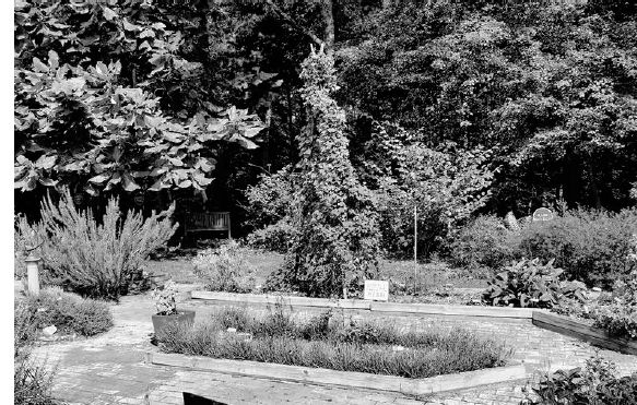 Medicinal herb garden at the Bullington Gardens with hop plants climbing the structure in the middle...