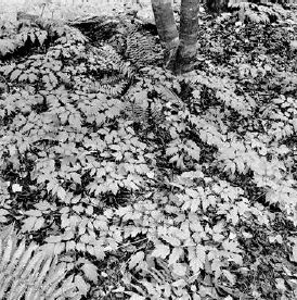 Black cohosh and ferns line the driveway in front of Bonnie’s house...