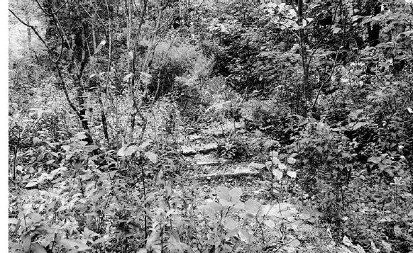 Stone stairs lead you down through the gardens to the back yard...