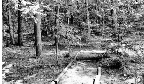 There is a smooth, log-lined path through the woodland garden...