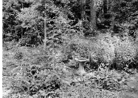 There is a birdbath in a small, sunny clearing with wildflowers...