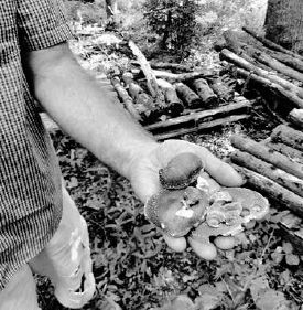 Wallace enjoys growing many kinds of mushrooms...