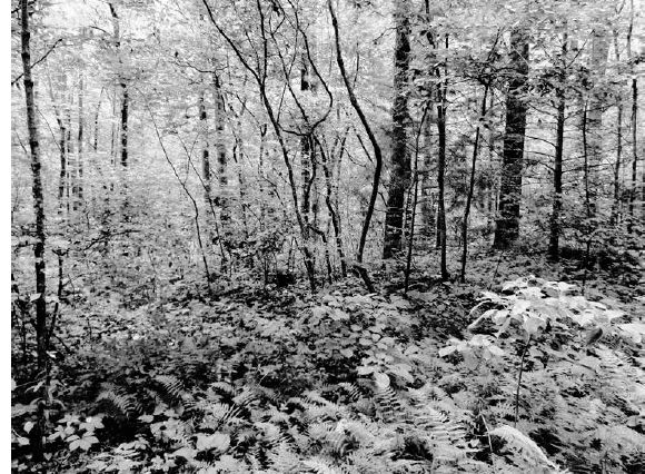 Wallace’s woods are mostly partial shade, which results in more plant growth on the forest floor...