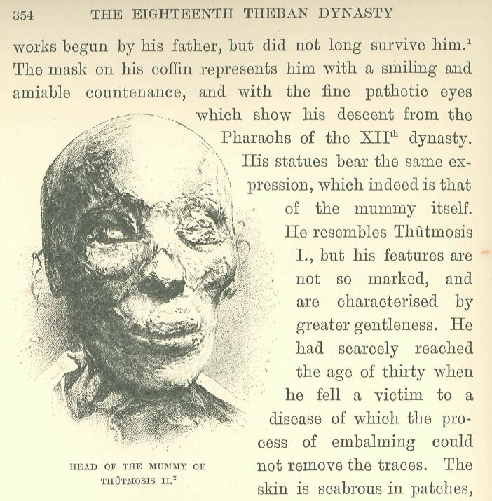 354.jpg Head of the Mummy Of ThÛtmosis Ii. 