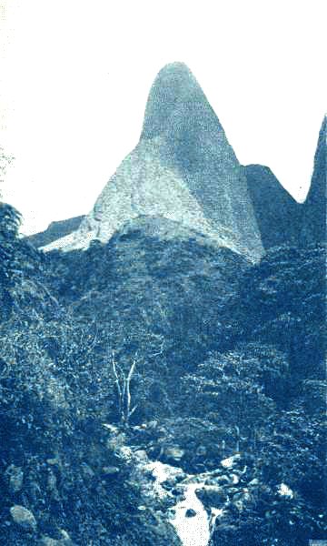 KUKUI-TREES, IAO VALLEY, MT. EEKE