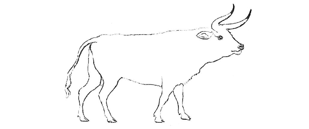 C’est à partir de l’aurochs, le bovidé sauvage ( ), qu’ont été domestiqués au Proche-Orient il y a 10 000 ans les bovins que nous connaissons. Il atteignait 1,80 mètre au garrot, voire peut-être 2 mètres, et pesait une tonne, contre 1,50 mètre et 600 à 800 kilos pour les bovins actuels. Il a souvent été représenté sur les parois des grottes préhistoriques. Les derniers représentants connus ont disparu en Pologne au   siècle, même si on a tenté de le recréer en croisant diverses espèces domestiques ayant chacune des traits jugés archaïques.