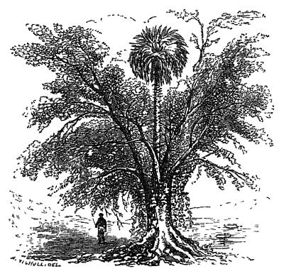 MARRIAGE OF THE FIG-TREE AND THE PALM.