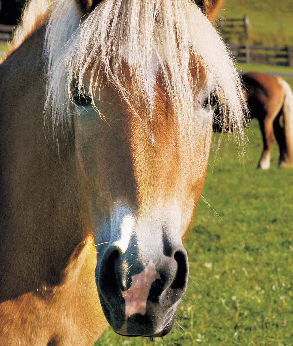 Salzburg_Province_Horse_Salzburg_EC.jpg