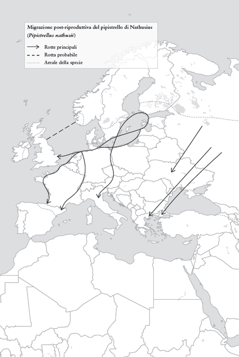 Migrazione post-riproduttiva del pipistrello di Nathusius (Pipistrellus nathusii)