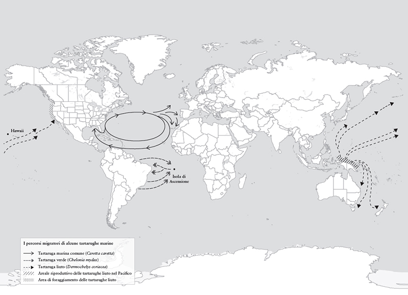 I percorsi migratori di alcune tartarughe marine