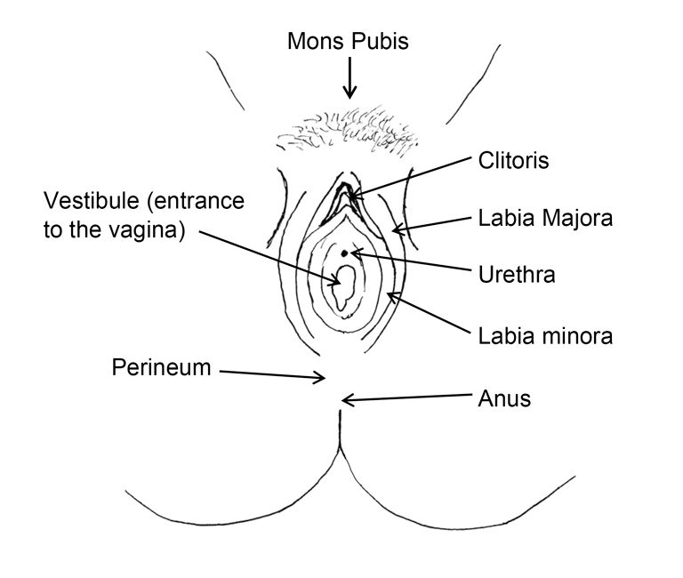 Diagram of female genitals