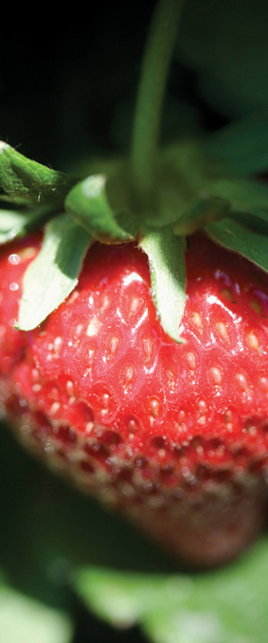 A ripe strawberry