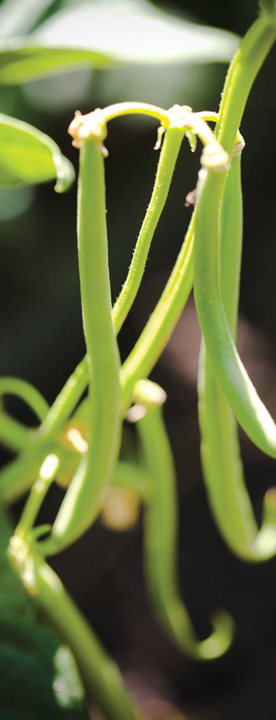 String beans on the vine