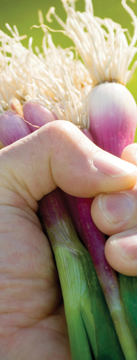 A hand holding a bunch of green onions