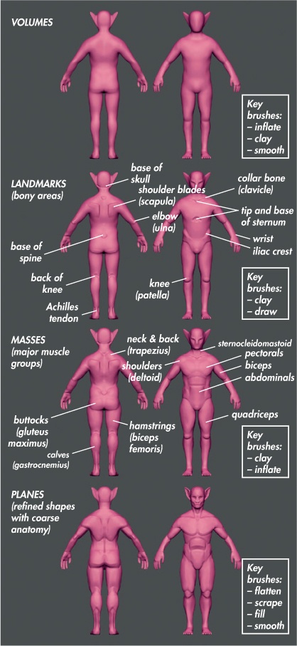 Stages in laying out the major planes of the body