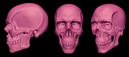 The anatomy of the skull is very important in determining how a person looks. In particular, the landmarks of the skull—such as the cheekbones, brows, and chin—have a big impact on the overall appearance of a face.