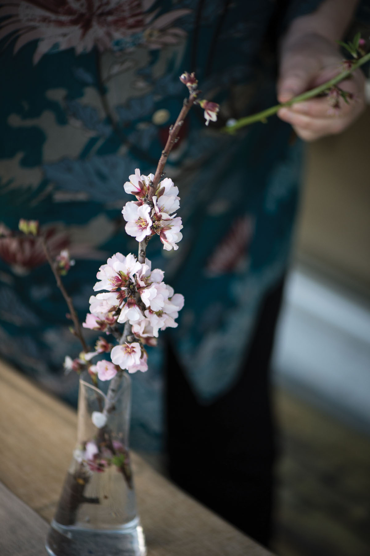 Photo of an almond blossom.