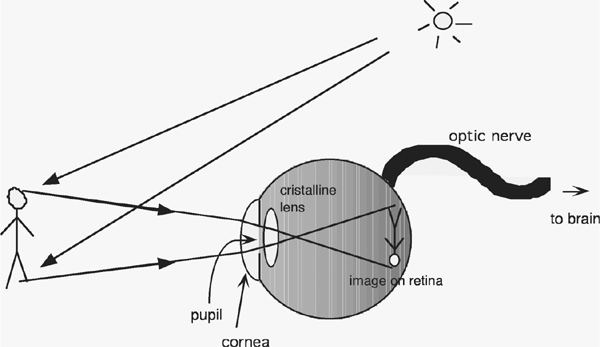 The Catastrophe of the Eye