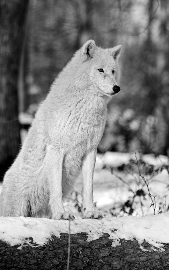 15-2_white-wolf.tif