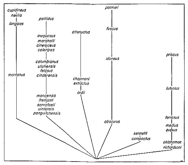 subspecies of Dipodomys ordii.