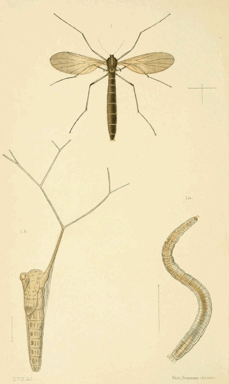 Frontispiece.