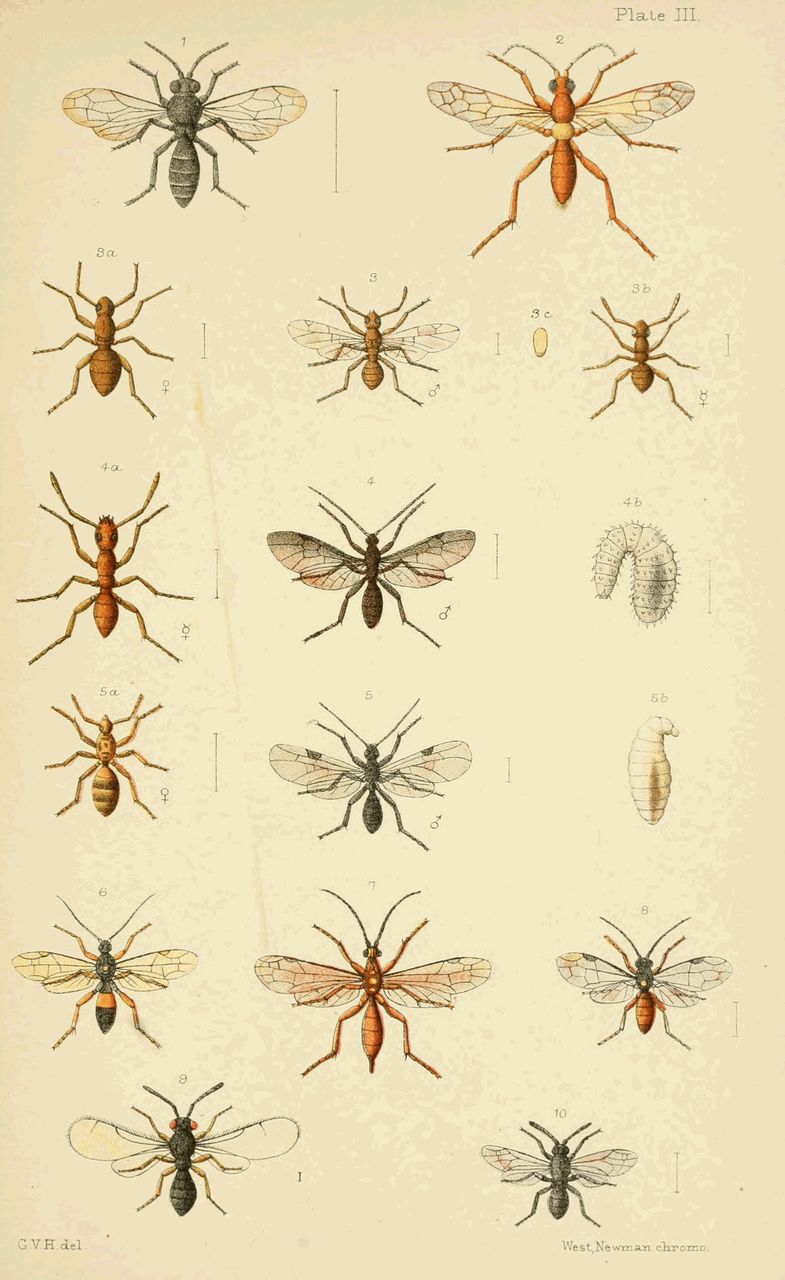 Plate III.
