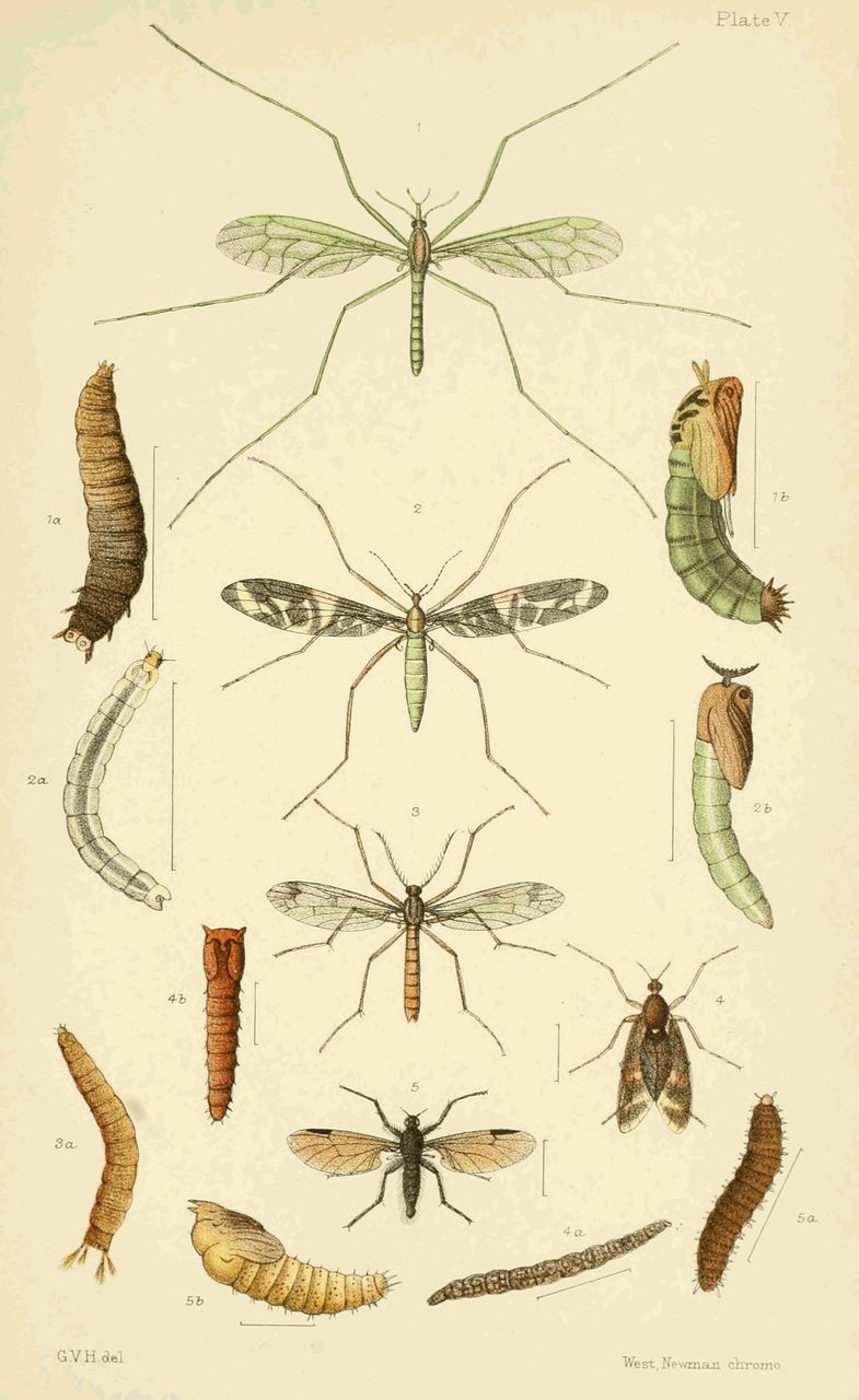 Plate V.
