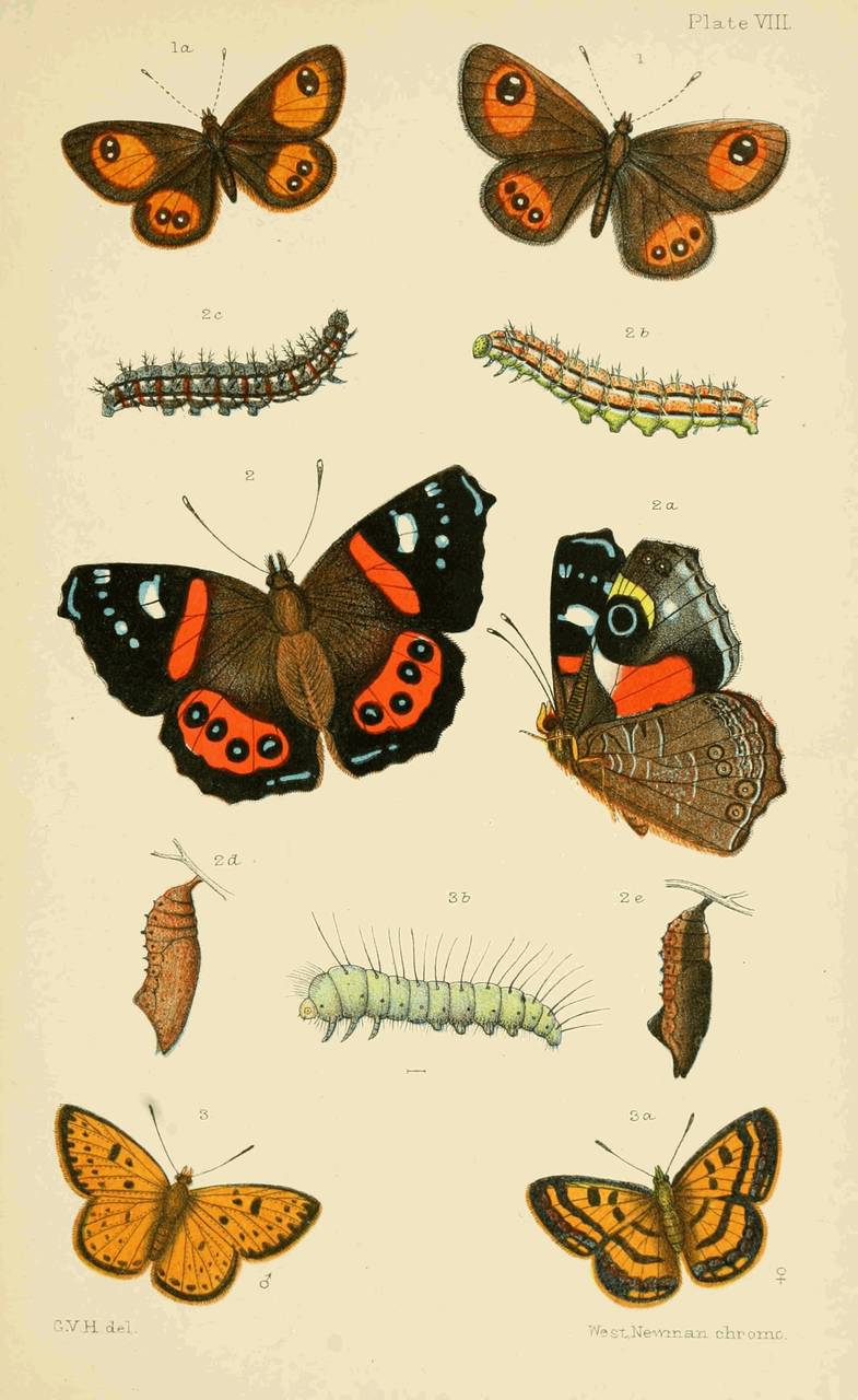 Plate VIII.
