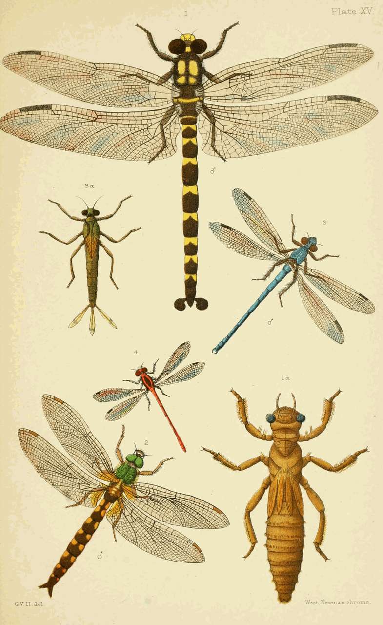 Plate XV.